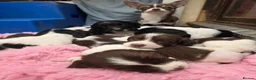 English Springer Spaniel dogs for sale: KC Home - Heath tested, Licensed Springer Pups⭐️ - Advert 4