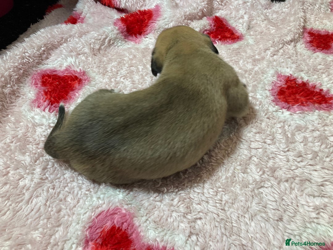 Mixed Breed dogs for sale: Presa Canario x Boerboel Puppies in Bromley - Image 23