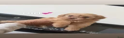 Shihpoo dogs for sale: 8 shihpoo puppies for sale - Advert 5