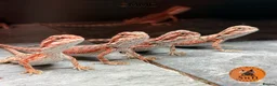 Bearded Dragon reptiles for sale: Red Monster /Zero Baby Bearded Dragons ready to go - Advert 7