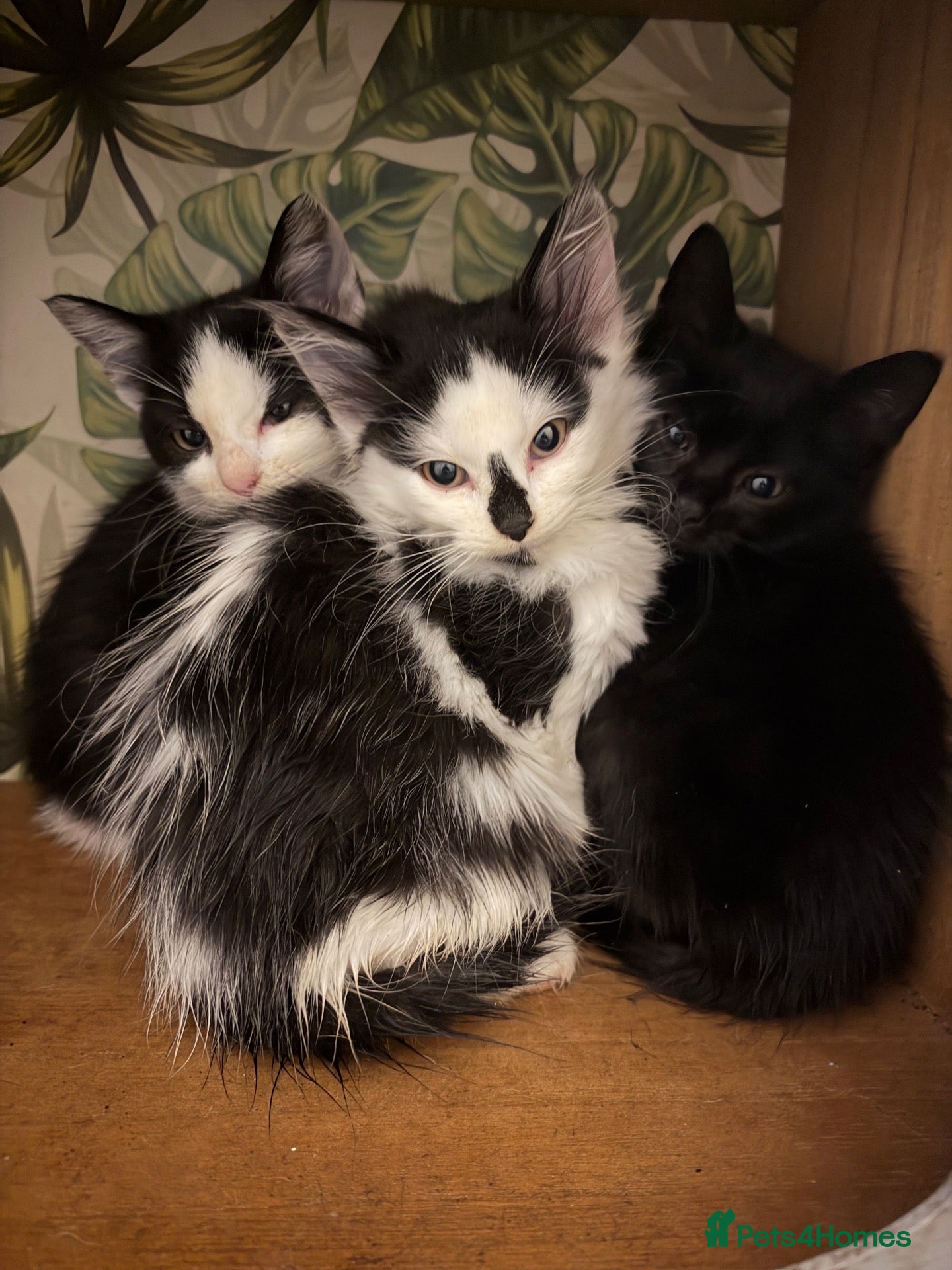 Mixed Breed cats for sale: Kittens for sale  - Advert 7