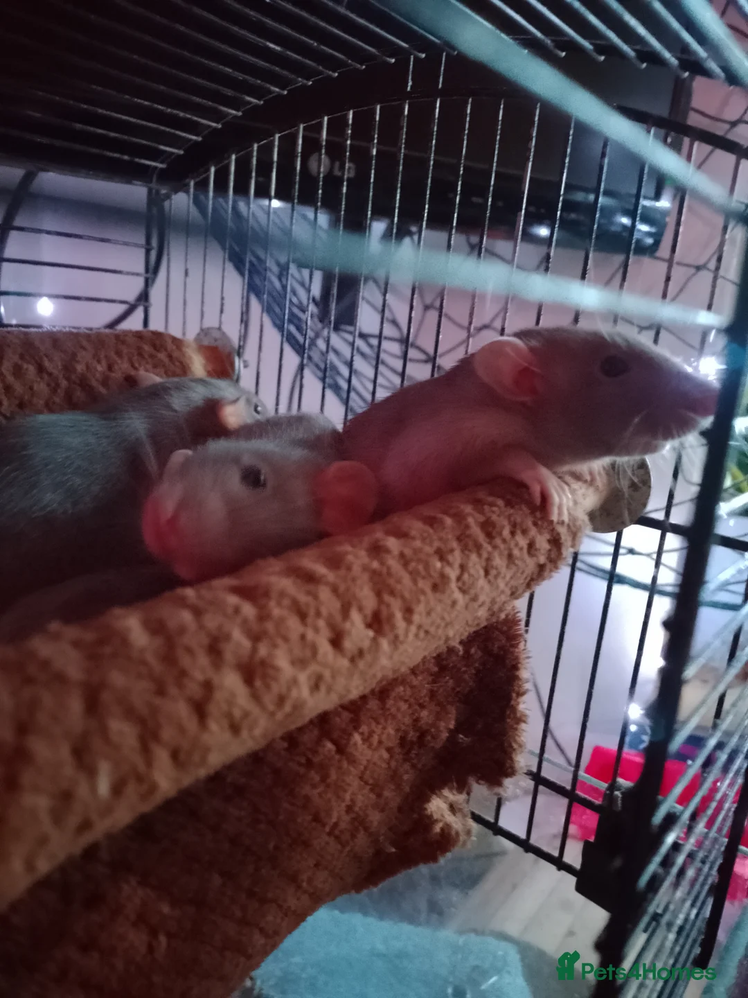 Rat rodents for sale: Dumbo baby rats for sale  - Advert 7