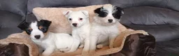 Jack Russell dogs for sale: Jack Russell puppies  - Advert 1