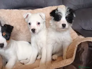 Jack Russell dogs Jack Russell puppies - Advert 7