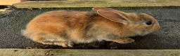 Mixed Breed rabbits for sale: Mini lop cross Rex bunnies ready now  - Advert 3