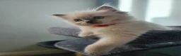 Ragdoll cats for sale: ❤️Beautiful RAGDOLL KITTEN ❤️ - Advert 17