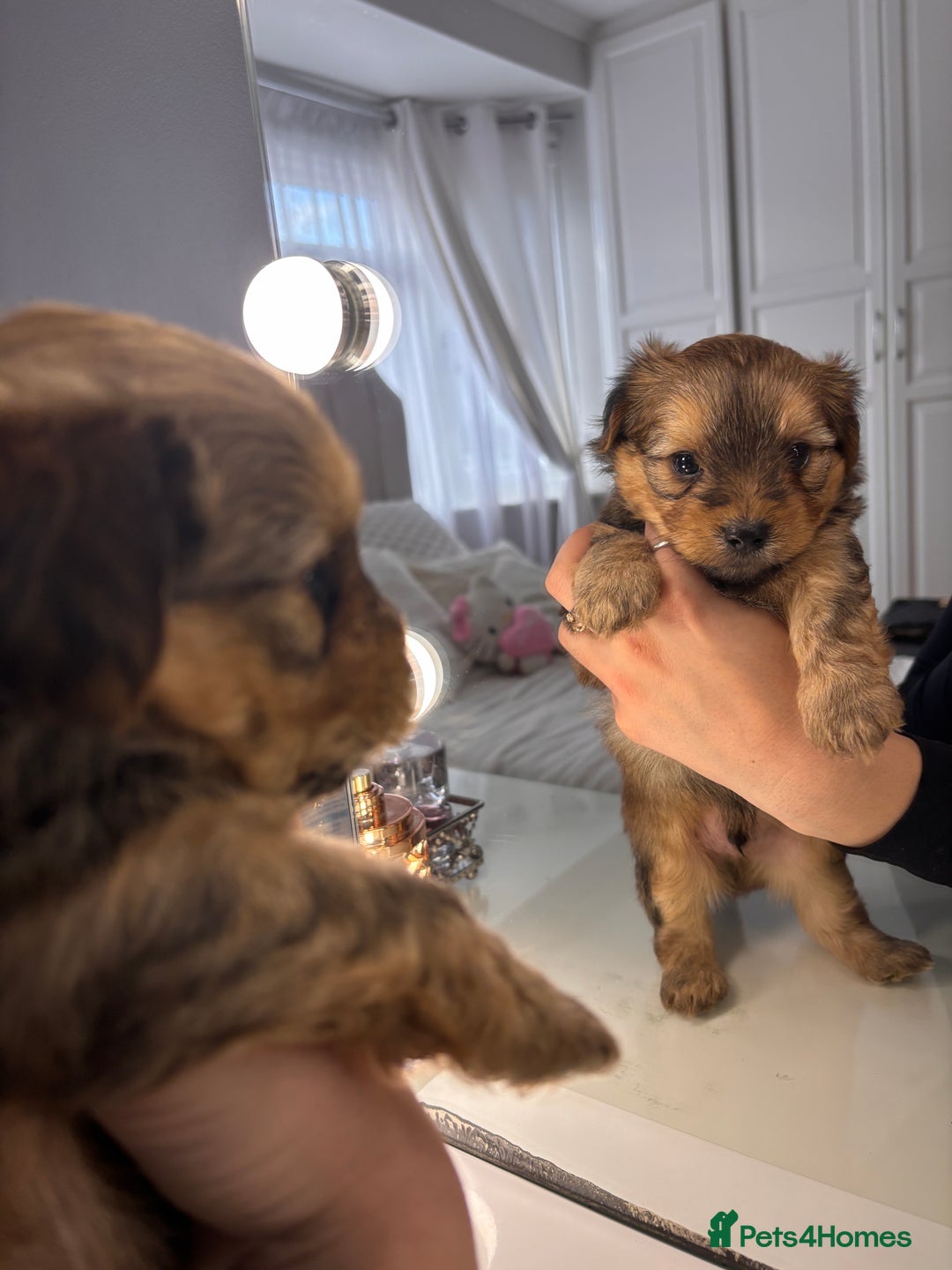 Yorkshire Terrier dogs for sale: Pedigree Yorkshire Terrier - Advert 13