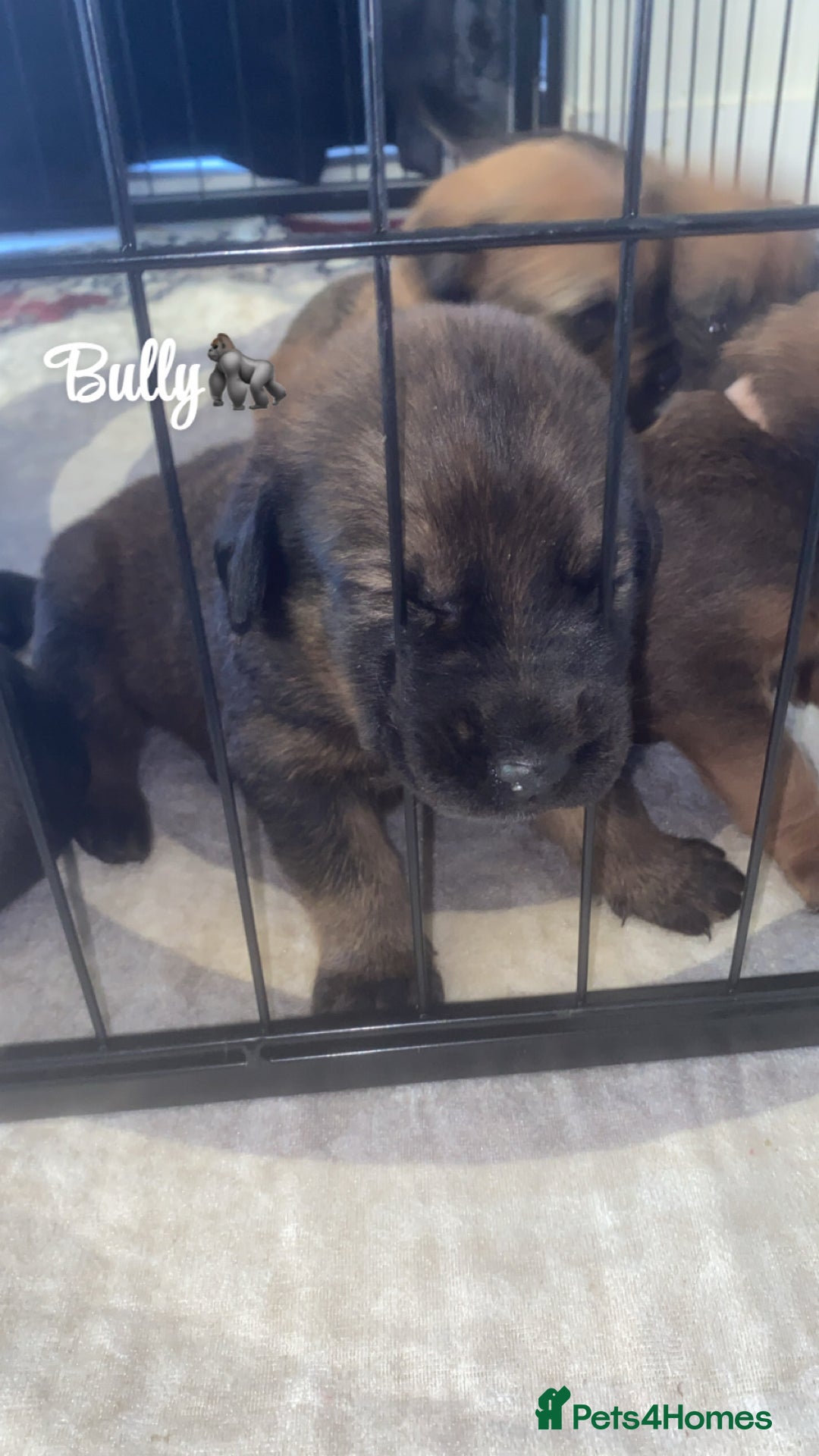 Mixed Breed dogs for sale: Beautiful Puppies For Sale!!! - Image 3