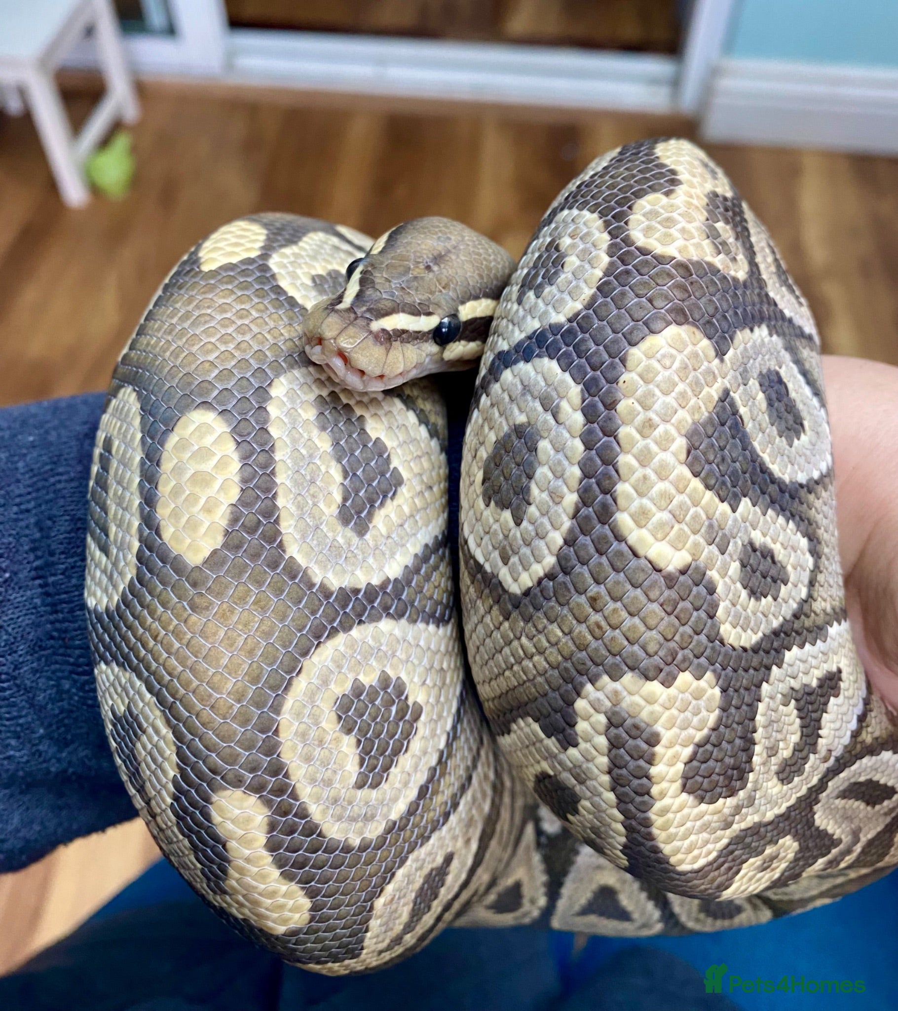 Python Snake reptiles Ball Pythons looking for new home  - Advert 11