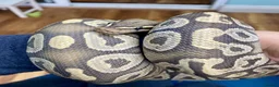 Python Snake reptiles for sale: Ball Pythons looking for new home  - Advert 8