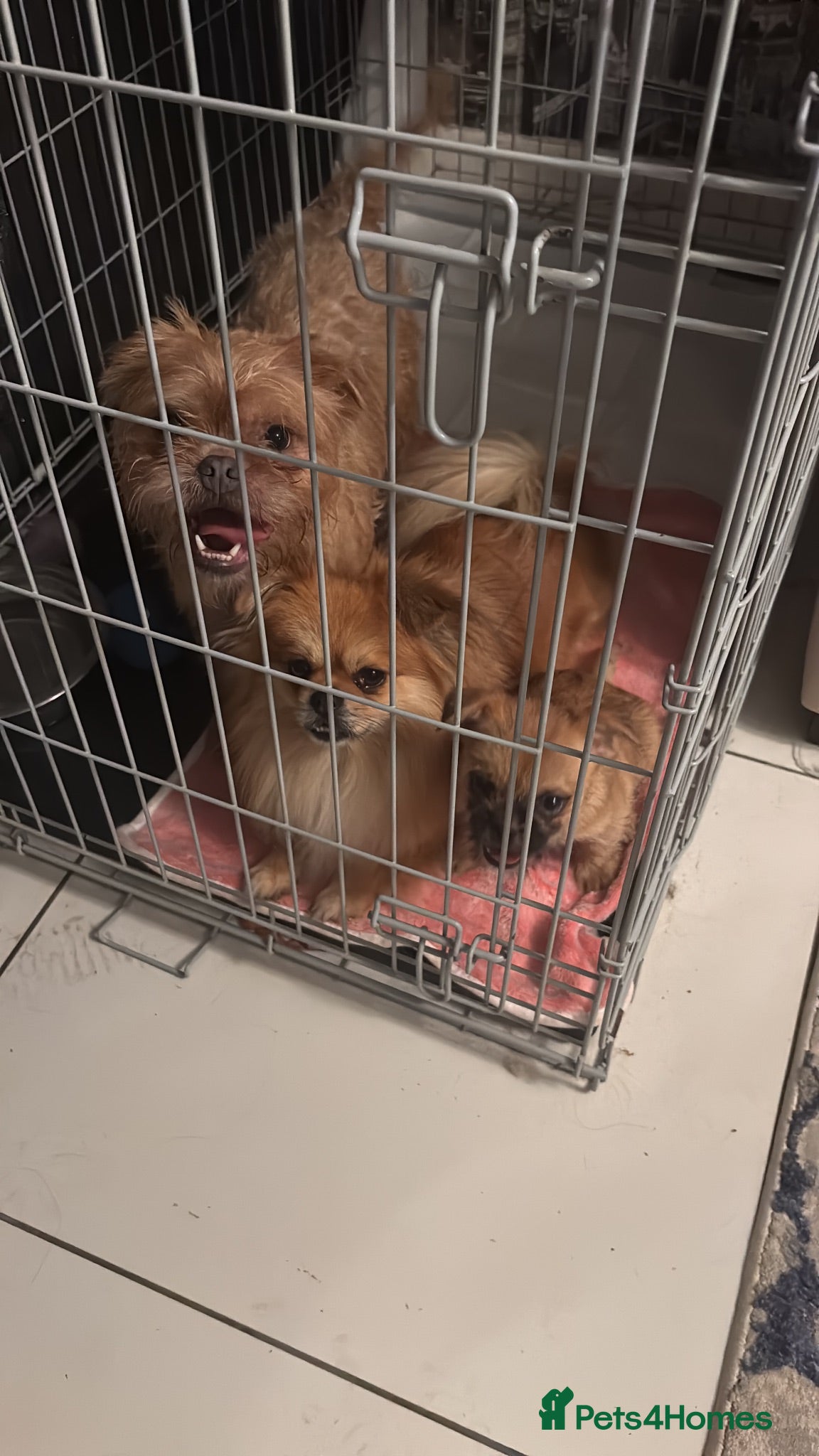 Mixed Breed dogs The last one left,adorable rare small mixed breeds - Advert 2