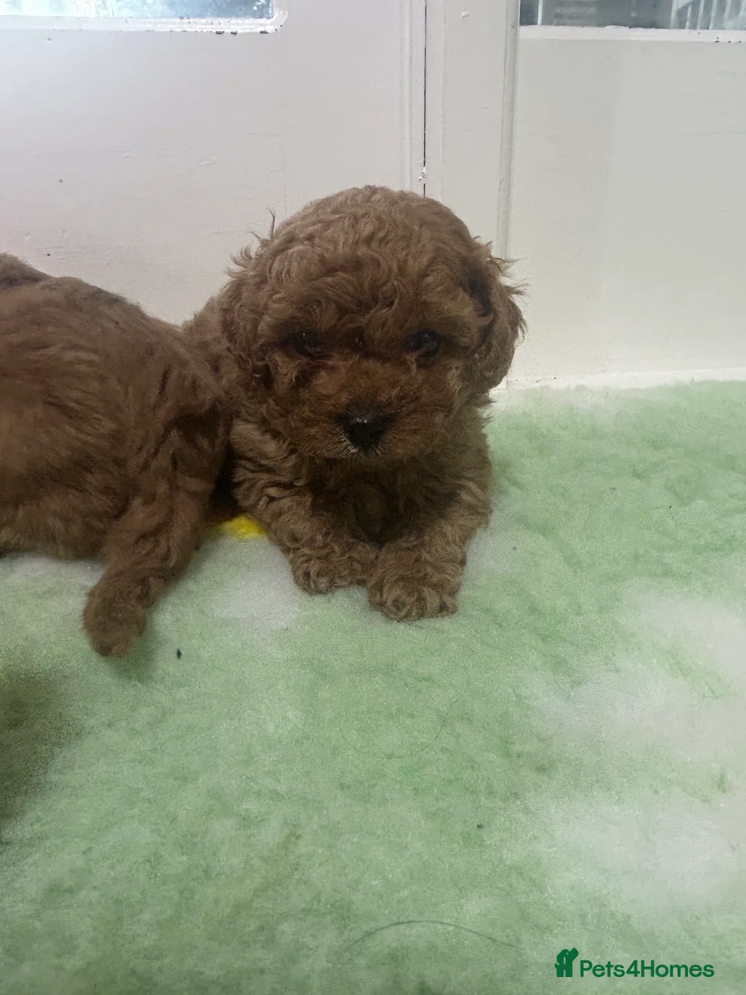 Cavapoo dogs for sale: Beautiful red F1b Cavapoo puppies 🐶 READY NOW - Advert 17
