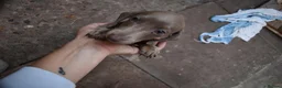 Miniature Dachshund dogs for sale: TRUE miniature dachsaund in Leicester - Advert 24