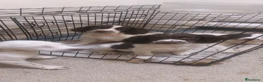 English Springer Spaniel 4