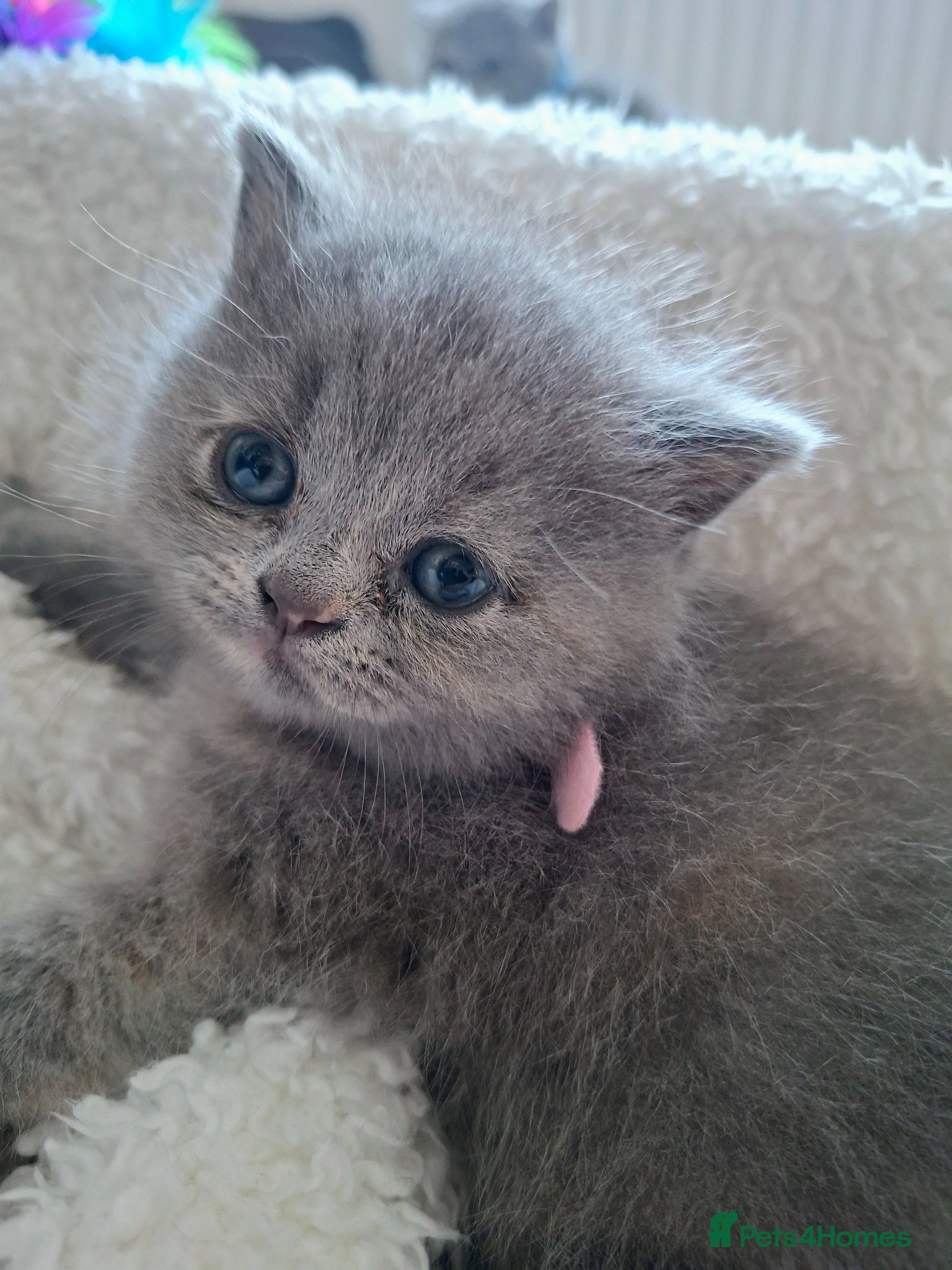 British Shorthair cats  100% Pedigree chunky BSH kittens - Advert 2