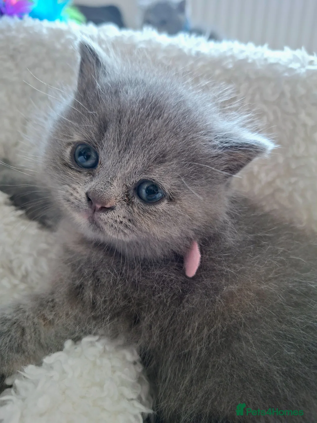 British Shorthair cats for sale:  100% Pedigree chunky BSH kittens - Advert 2