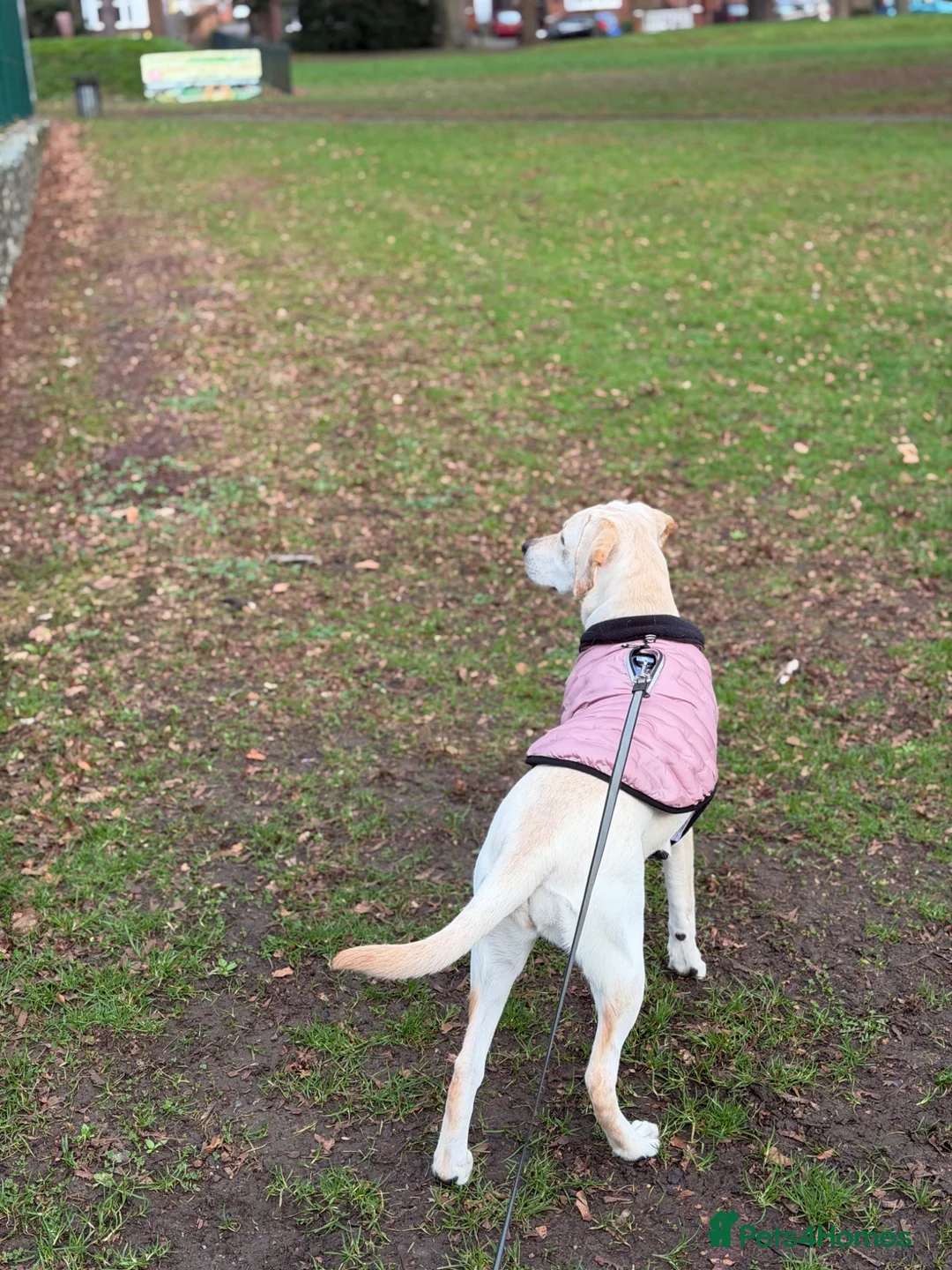 Labrador Retriever dogs for sale: Puppy Labrador  - Advert 2