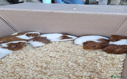 Guinea Pig rodents for sale: 8 week old + male guineapigs - Image 2