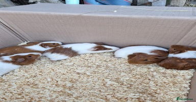 Guinea Pig rodents - Advert 8