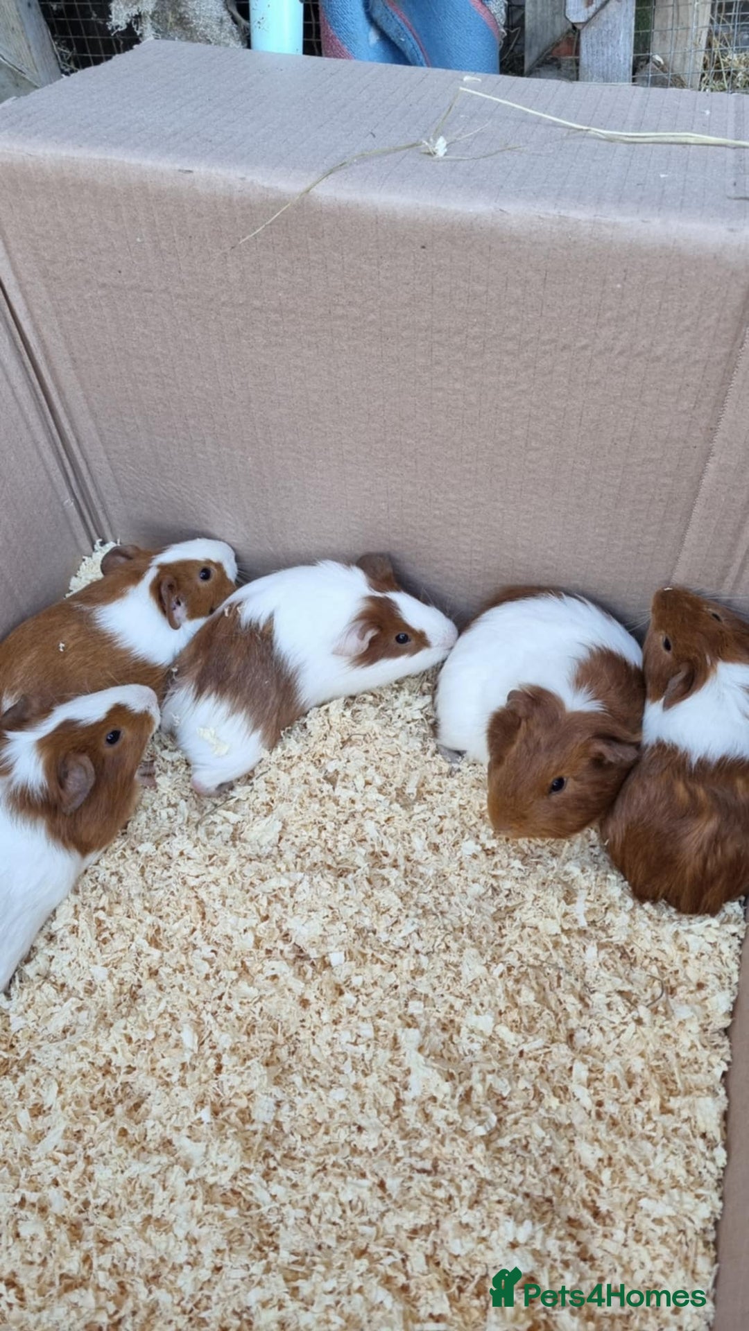 Guinea Pig rodents for sale: 8 week old + male guineapigs - Image 2