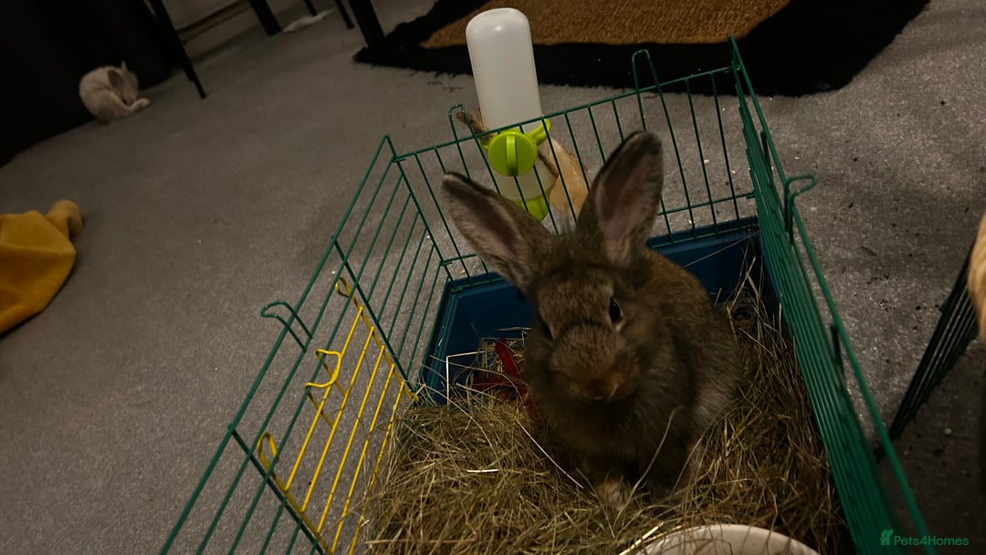 Lionhead rabbits for sale: Rabbits to new family - Advert 5