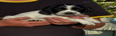 English Springer Spaniel 2