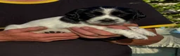English Springer Spaniel dogs for sale: English Springer Spaniel puppies for sale. - Advert 11