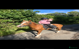 Welsh Section D horses for sale: Willow  - Image 2