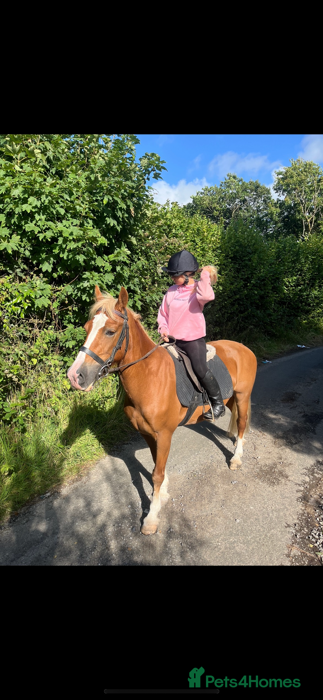 Welsh Section D horses for sale: Willow  - Image 2