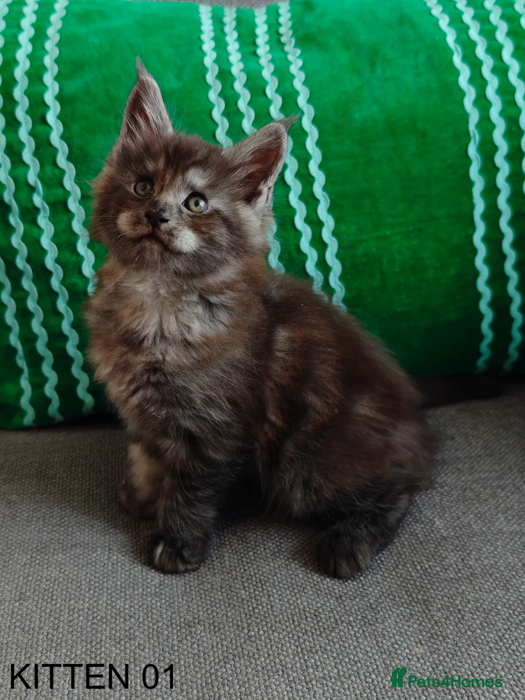 Maine Coon cats for sale: PURE BREED MAINE COON KITTENS READY EARLY MARCH - Advert 7