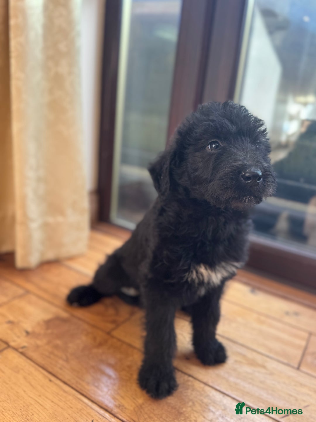 Mixed Breed dogs for sale: Ready now - F1 Irish Wolfadoodle - Advert 8