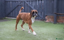 Boxer dogs for stud: Fully Health tested euro / kc reg Boxsanuk Gelso  in Newcastle upon Tyne - Image 28