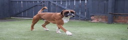 Boxer dogs for stud: Fully Health tested euro / kc reg Boxsanuk Gelso  in Newcastle upon Tyne - Advert 28
