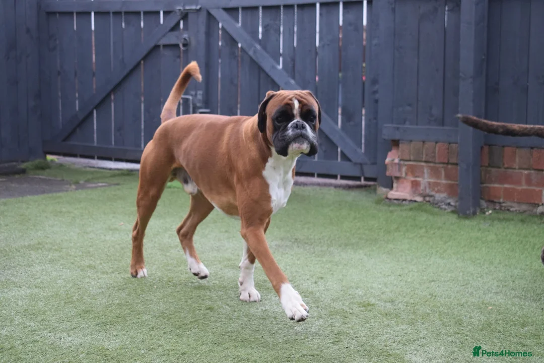 Boxer dogs for stud: Fully Health tested euro / kc reg Boxsanuk Gelso  in Newcastle upon Tyne - Advert 28