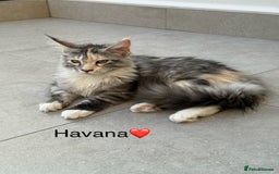 Maine Coon cats for sale: Maine Coon XXL -Pedigree  - Image 2