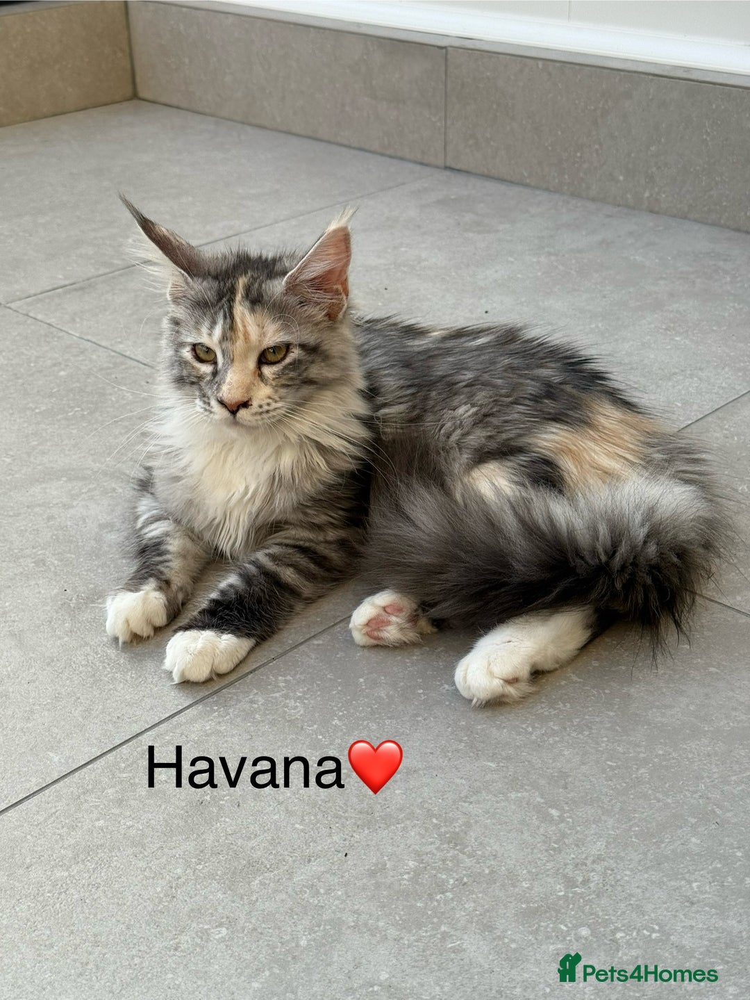 Maine Coon cats for sale: Maine Coon XXL -Pedigree  - Image 2