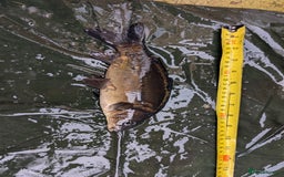 Cyprinids fish for sale: Pond fish for sale - Image 2