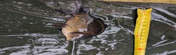 Cyprinids fish for sale: Pond fish for sale - Advert 2