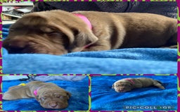 Mixed Breed dogs for sale: Dogue de bordeaux x staff puppies  - Advert 20