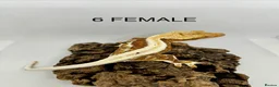 Gecko reptiles for sale: CRESTED GECKOS FOR SALE MALE AND FEMALE - Advert 2