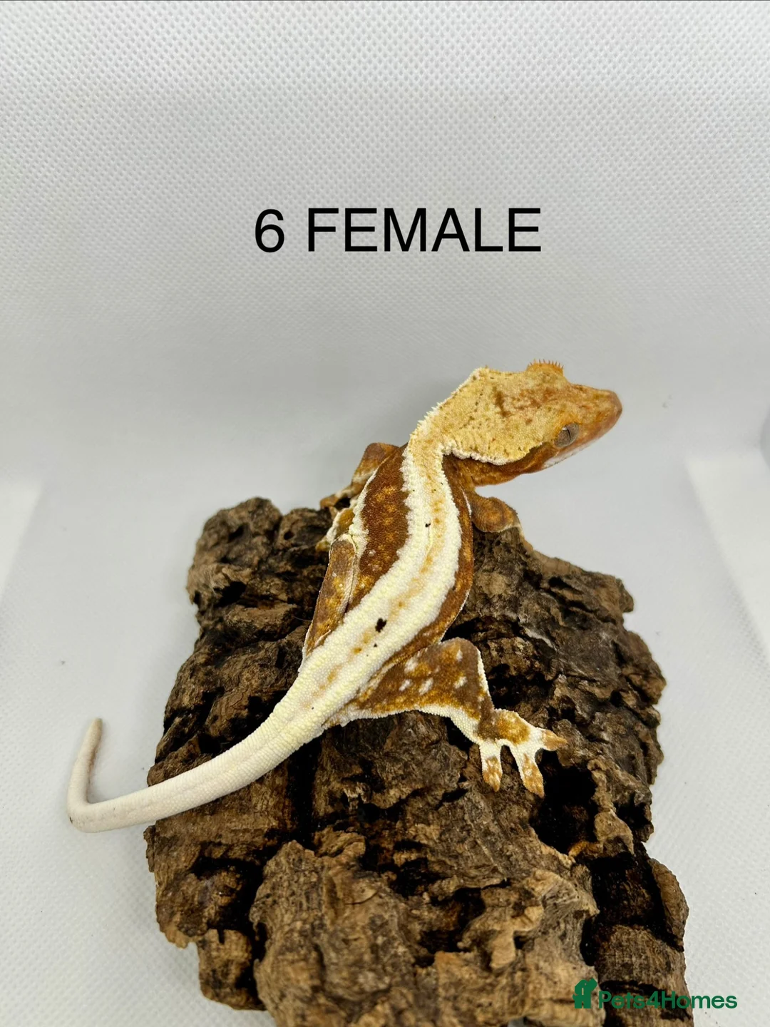 Gecko reptiles for sale: CRESTED GECKOS FOR SALE MALE AND FEMALE - Advert 2