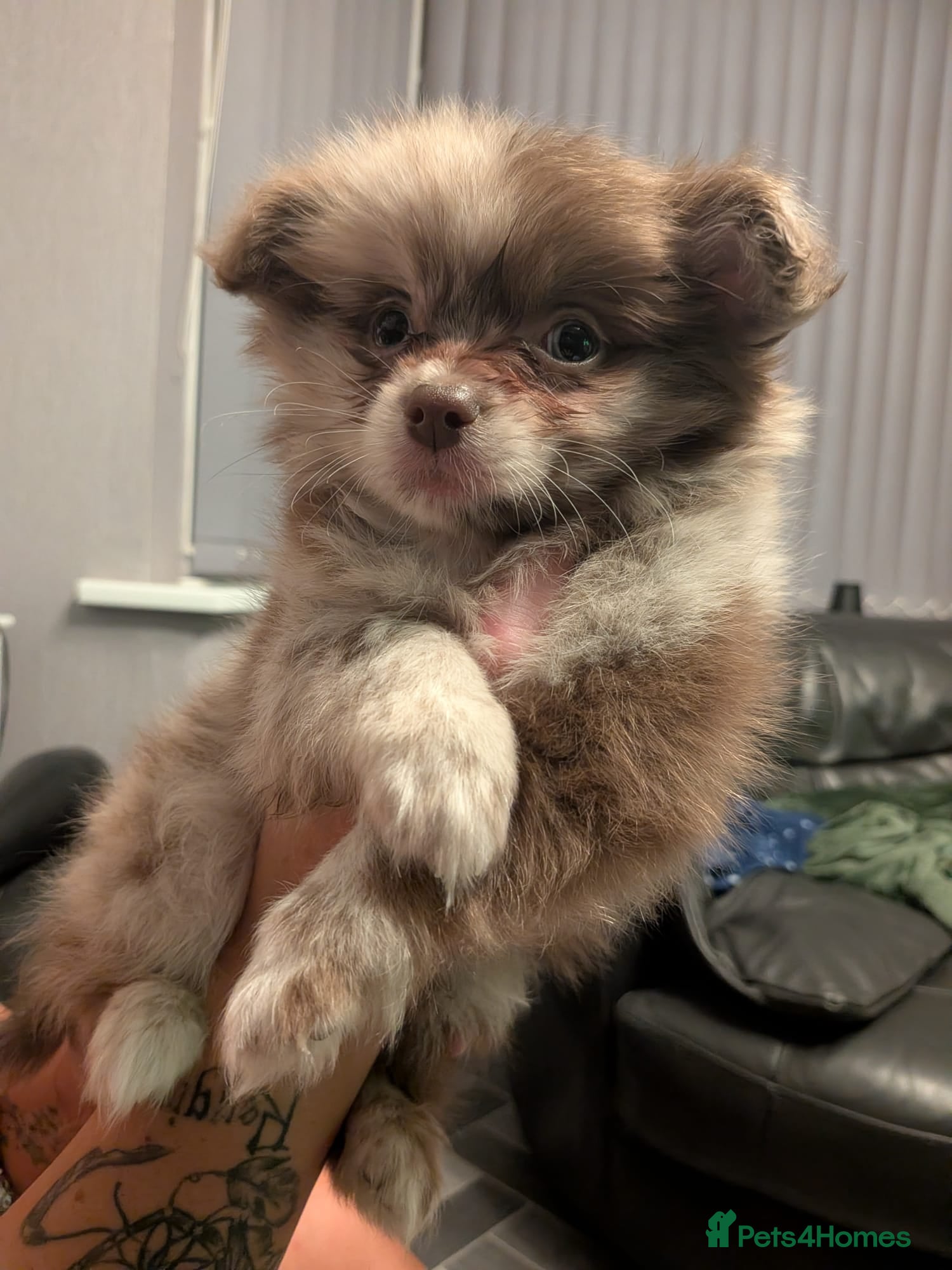 Pomchi dogs Beautiful Pomchi Puppies Loving 🏠 Reared Litters - Advert 10