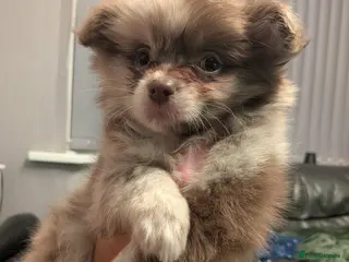 Pomchi dogs Beautiful Pomchi Puppies Loving 🏠 Reared Litters - Advert 10