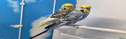 Budgerigars birds for sale: Stunning Budgies, various colors & Mutations - Advert 3