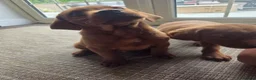 Labrador Retriever dogs for sale: ❤️ beautiful dark red working Labrador pups ❤️ - Advert 8