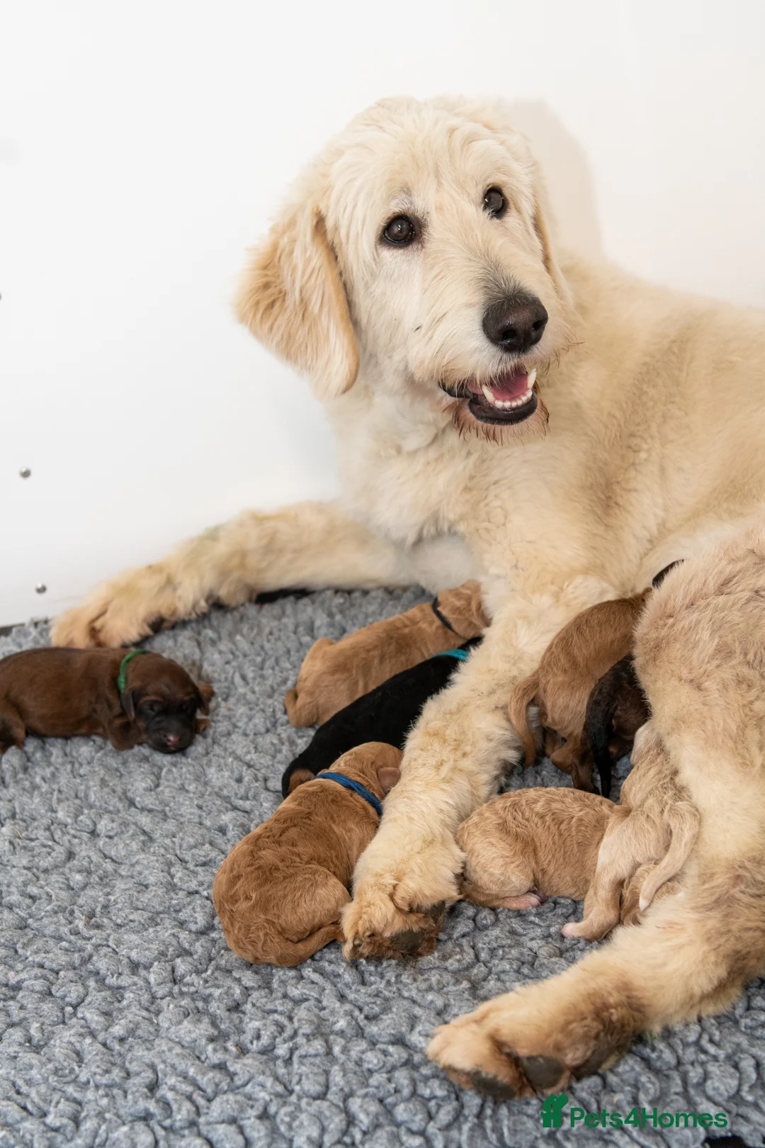 Bernedoodle dogs for sale: Waiting List August 2026  - Advert 1
