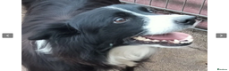 Border Collie dogs for adoption: Reyna in Worthing - Advert 5