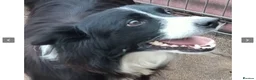 Border Collie dogs for adoption: Reyna in Worthing - Advert 6
