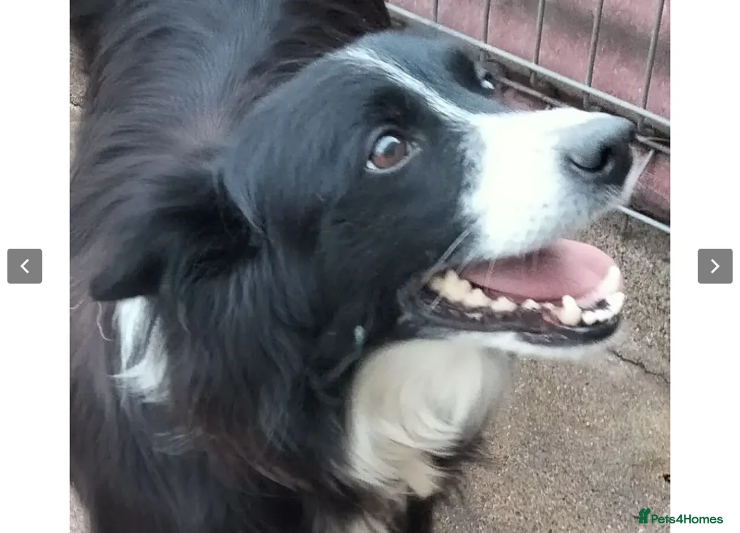 Border Collie dogs for adoption: Reyna in Worthing - Advert 6