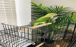 Parrots birds for sale: Beautiful hand reared alexandrine parrot for sale. - Image 8
